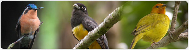 Birding Western Panama