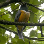 orange-bellied-trogon