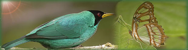 Green Honeycreeper & Malachite