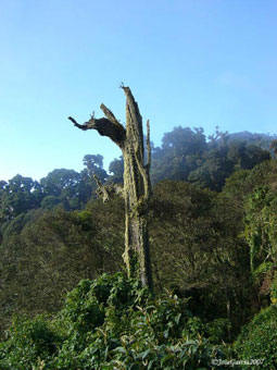 Birding Los Quetzales Trail