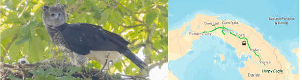 harpy-eagle-panama