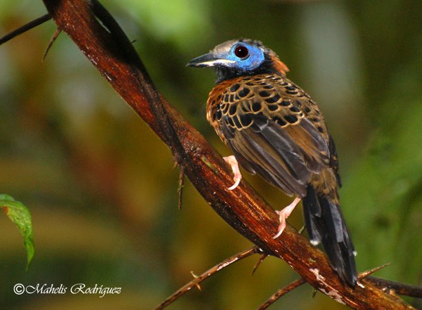 Pipeline Road - Ocellated Antbird