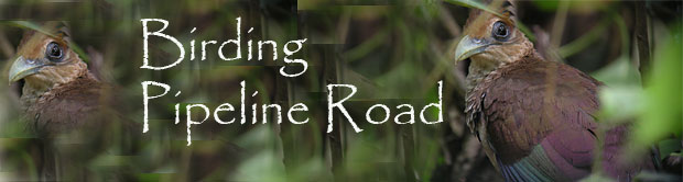 Pipeline Road Tours