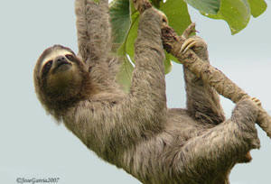 Three-Toed Sloth